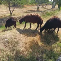 بره دشتی ۳عدد
