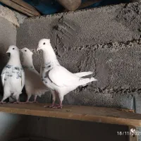 سه عدد طوقی خوب