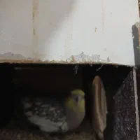 عروس هلندی جفت وجوجه سرلاکی|پرنده|رفسنجان, |دیوار