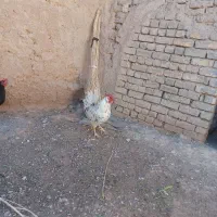 خروس گلین|حیوانات مزرعه|مبارکه, |دیوار