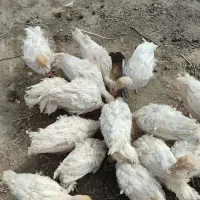 فروش جوجه بوقلمون نژادبیوتی و برنزنیمچه مرغ و خروس