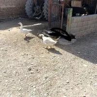 2عدد غاز|حیوانات مزرعه|گلبهار, نوبهار|دیوار