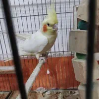 پرنده|پرنده|اهواز, کوی مهدیس|دیوار