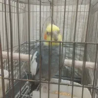 یک عدد عروس هلندی نر