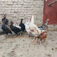 خروس و ماکیان سراوان|حیوانات مزرعه|سراوان, |دیوار