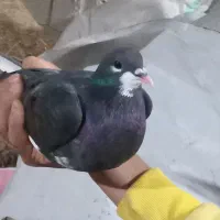 خوشرنگ تافتی موقلوف. یقه بسته  ماده