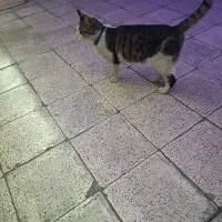 گربه پیدا شده با قلاده آبی
