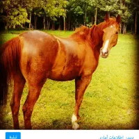 مادیان مدرک دار. با کره نریان ۲۰روزه|اسب و تجهیزات اسبسواری|نهاوند, |دیوار