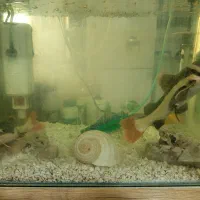 2 عدد ردتیل ماهی با اکواریوم و لوازم|ماهی|هشتگرد, هشتگرد قدیم|دیوار