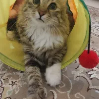 گربه ماده ۲ساله