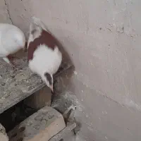 کفتر .