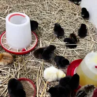 جوجه محلی جوجه کاکلی جوجه گردن لخت|حیوانات مزرعه|آستارا, |دیوار