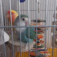 طوطی برزیلی سالم دوتا جفت تخم گذار و۳ جوجه بالغ|پرنده|تهران, سازمان آب|دیوار