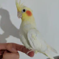 یک جفت عروس هلندی لوتینو|پرنده|سلطانیه, |دیوار