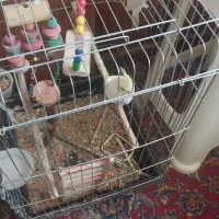 عروس هلندی زعفرانی