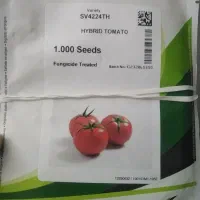 بذر گوجه گلخانه صادراتی