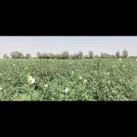 بامیه سبز|خدمات باغبانی و درختکاری|بندرعباس, |دیوار