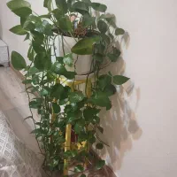 فروش گل طبعیی