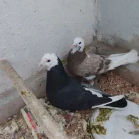 دو عدد کبوتر