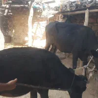 گاو گوساله