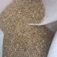 همه نوع جو و علوفه دامی