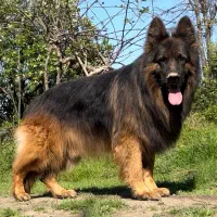 ژرمن شولاین کینگ