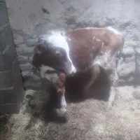 گوساله نر سمینتال