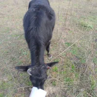 یک گاو محلی سیاه با شاخ شکسته،در مناطق دزدک گمشده