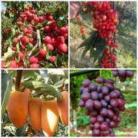 فروش ریشه زردآلو گیلاس انگور خرمالو موزی