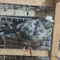 ۸ تا کفتر پرشی حسابی|پرنده|قم, حنیف نژاد|دیوار