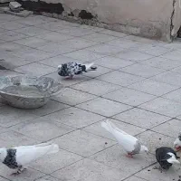 گمشده در منطقه 14 شکوفه|حیوانات|تهران, مینای شمالی (مخبر)|دیوار