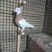 طوقی ماده|پرنده|شیراز, عادل آباد|دیوار