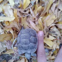 لطفاً همه به عکس دقت کنید|خزنده|بم, |دیوار