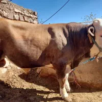 گوساله نر چاق