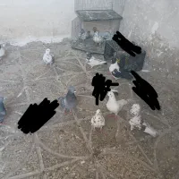 کبوتر