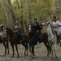 فروش فروی اسب نریان|اسب و تجهیزات اسبسواری|شاندیز, |دیوار