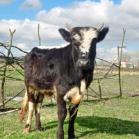 ورزا چالوسی