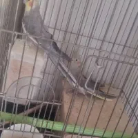 دو جفت عروس مولد فقط معاوضه با سهره نر|پرنده|پرند, فاز ۴|دیوار