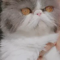 گربه کالیلو ماده