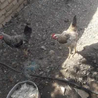 ۳تا غاز   ۲ماده ۱دانه نرو۶تا خروس به فروش میرسد|حیوانات مزرعه|کرج, باغستان|دیوار