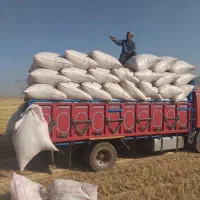 کاه خورد و سفید دیم گوسفندی|لوازم جانبی حیوانات|اندیمشک, |دیوار