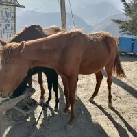 کره اسب فروشی|اسب و تجهیزات اسبسواری|دزپارت, |دیوار