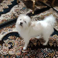 سگ گمشده|حیوانات|اصفهان, زاجان|دیوار