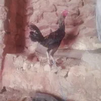 خروس لاری دنگ بالا
