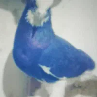 طوق سیاه و سینه سیاه|پرنده|شیراز, شاهچراغ|دیوار