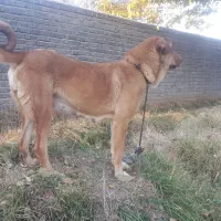 واگذاری ماده پژدر درجه یک سالم با سابقه زایمان