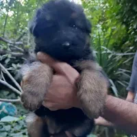 واگذاری سگ ژرمن شولاین ۶۰روزه