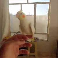 قناری عروس هلندی مرغ عشق|پرنده|یزد, |دیوار