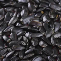 تخمه ریز آفتابگردان