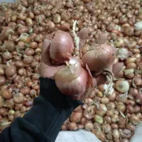 پیاز قرمز زرنق باماندگارره بالا نزدیک ۳تن|عمدهفروشی|هریس, |دیوار